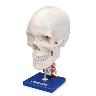 Human Skull With Cervical Spine Model 1