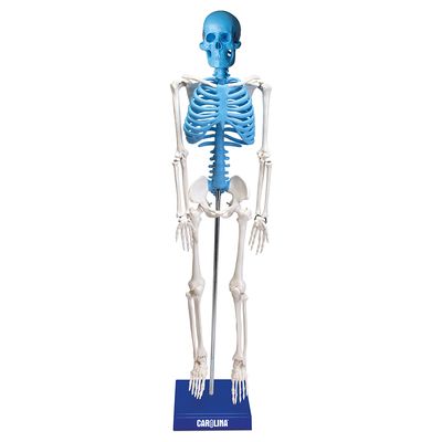 Desktop Miniature Human Skeleton