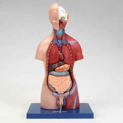 Carolina® Miniature Dual Sex Muscular Torso Model | Carolina