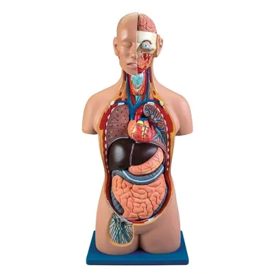 Carolina® Human Sexless Torso Model with Open Back | Carolina