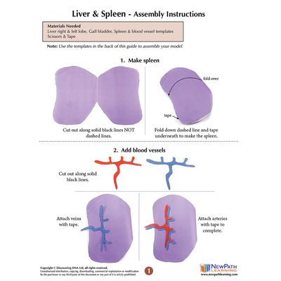 Origami Organelles™ 3-D Paper Model Kit: Liver and Spleen | Carolina ...