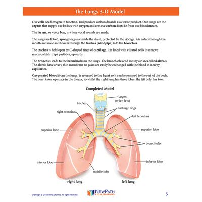 Origami Organelles™ 3-D Paper Model Kit: Lungs | Carolina Biological Supply