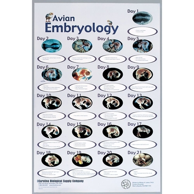 Avian Embryology Chart