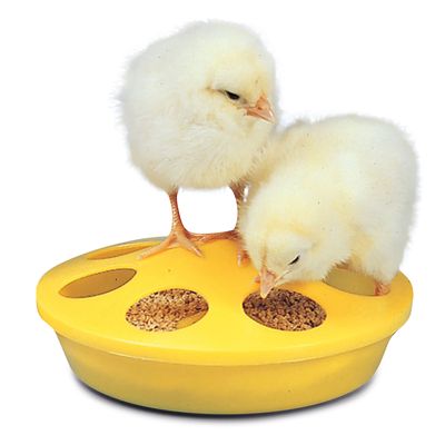 Chick Feeder