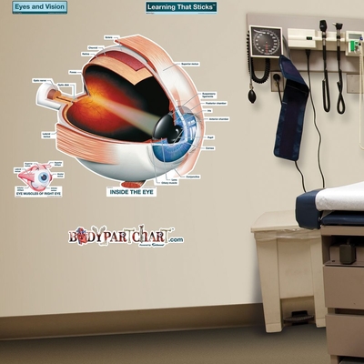 Eye Anatomy Bodypartchart Medium 1