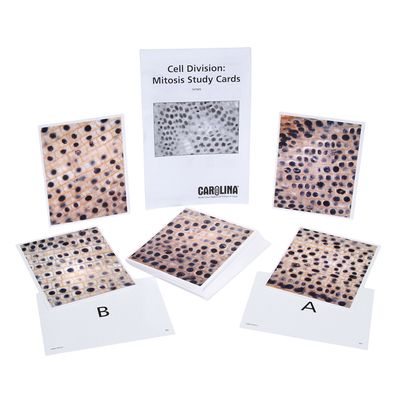 Cell Division Mitosis Study Cards Set Of 32