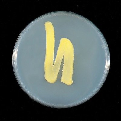 Macconkey Agar Dehydrated Medium 100 G 1