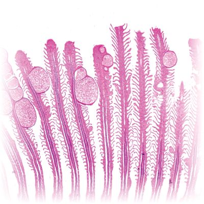 Fish Gill Sec Microscope Slide