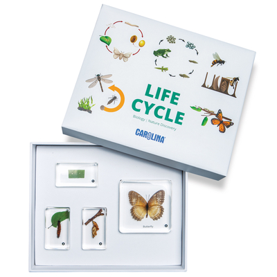 Butterfly Life Cycle Set 1