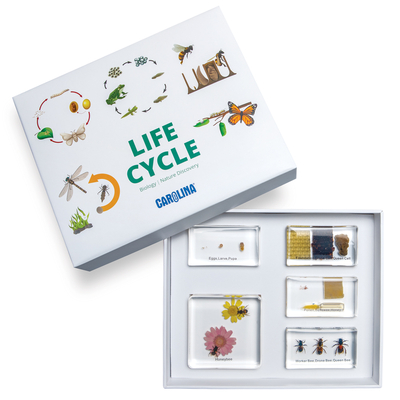 Honey Bee Life Cycle Set 1