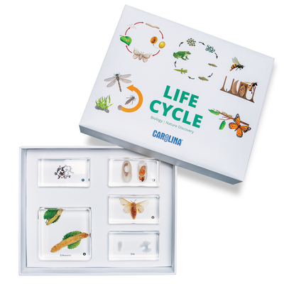 Silkworm Life Cycle Set 1