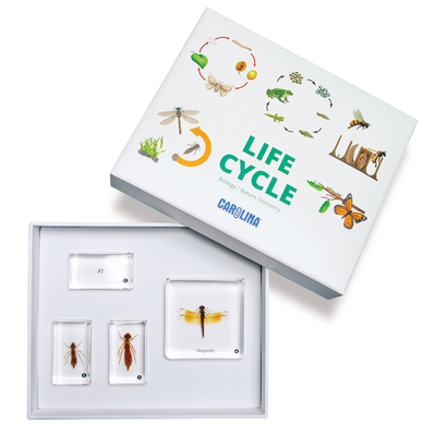 Dragonfly Life Cycle Set 1