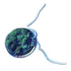 Chlamydomonas, Living