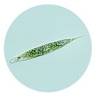 Euglena Living