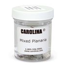 Mixed Planaria, Living