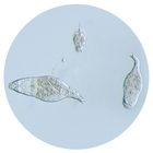 Mixed Rotifers, Living
