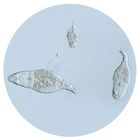 Mixed Rotifers Living