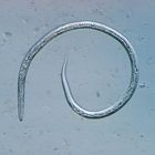 Vinegar Eels