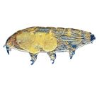 Water Bear Tardigrade Culture Living