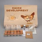 Early Chick Embryology Study Kit