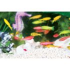 GloFish&reg; Fluorescent Zebra Fish