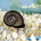 Ramhorn Snails