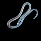 Lumbriculus: Contraction Rate of the Dorsal Blood Vessel