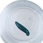 Leech Living Medium 1 To 2 In