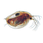 Daphnia Pulex Living