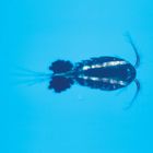 Copepods Cyclops Living