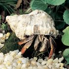 Land Hermit Crab Living Pack Of 12