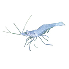 Ghost Shrimp Living Pack Of 12