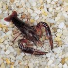 Feeder Crayfish Living