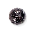 Pill Bugs, Armadillidium, Living, Pack 50