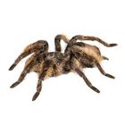 Tarantula, Curly Hair, Living
