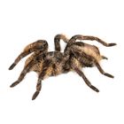 Tarantula Curly Hair Living