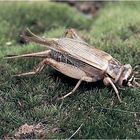 Cricket (Gryllodes sigillatus)