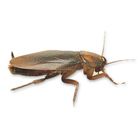 Cockroach Adult Periplaneta