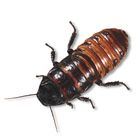 Madagascar Hissing Cockroach, Adults
