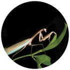 Praying Mantis Nursery Kit