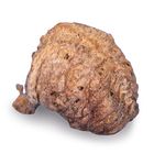 Mantis Eggs, Living, Pack of 3