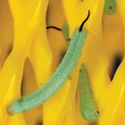 Hornworm Larvae (Manduca sexta), Living, Pack of 12
