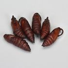 Hornworm Pupae (Manduca sexta), Living, Pack of 6