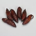 Hornworm Manduca Sexta Pupae Living Pack Of 6