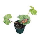 Mallow Plant, Living
