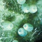 Painted Lady Butterfly Life Stages, Eggs, Living