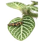 Lady Beetle Larvae (Coleomegilla maculata), Living