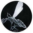WOWBugs (Melittobia digitata), Living, Culture of 50-100