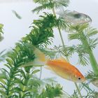 Comet Goldfish Carassius Auratus Living Pack Of 12