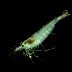 Algae Eating Shrimp Pack Of 5